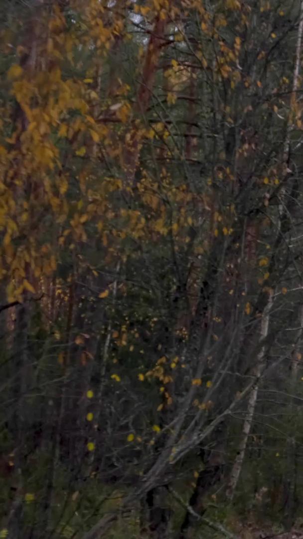 深秋驾驶汽车户外探险森林视频的预览图