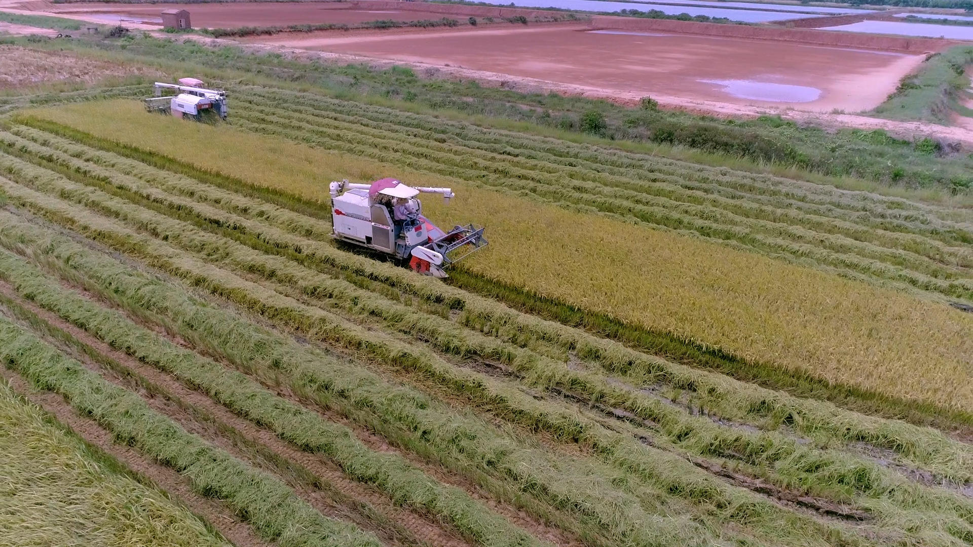 科学收割稻谷三台收割机4K航拍视频的预览图