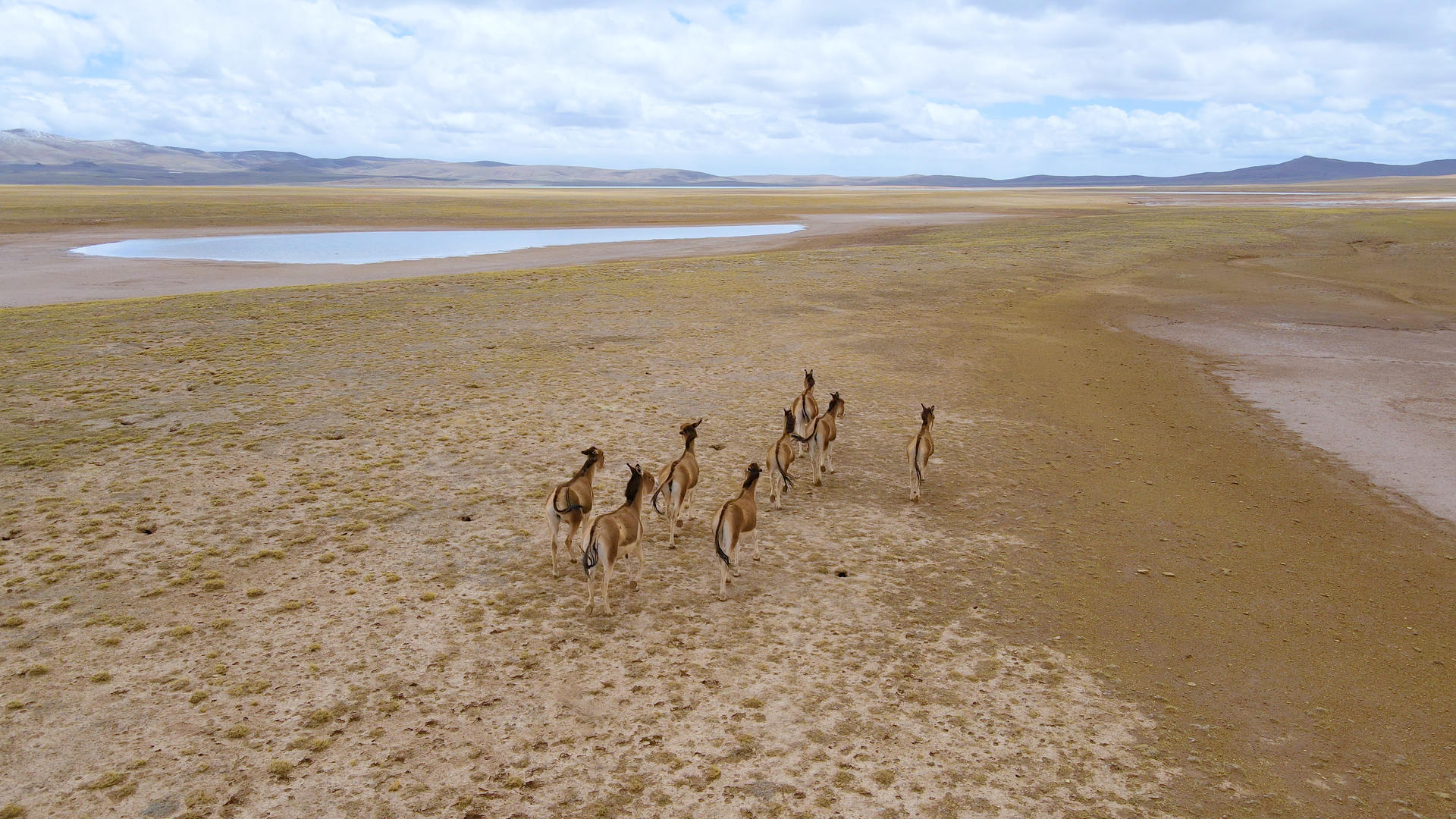 可可西里无人区藏野驴4K航拍视频视频的预览图