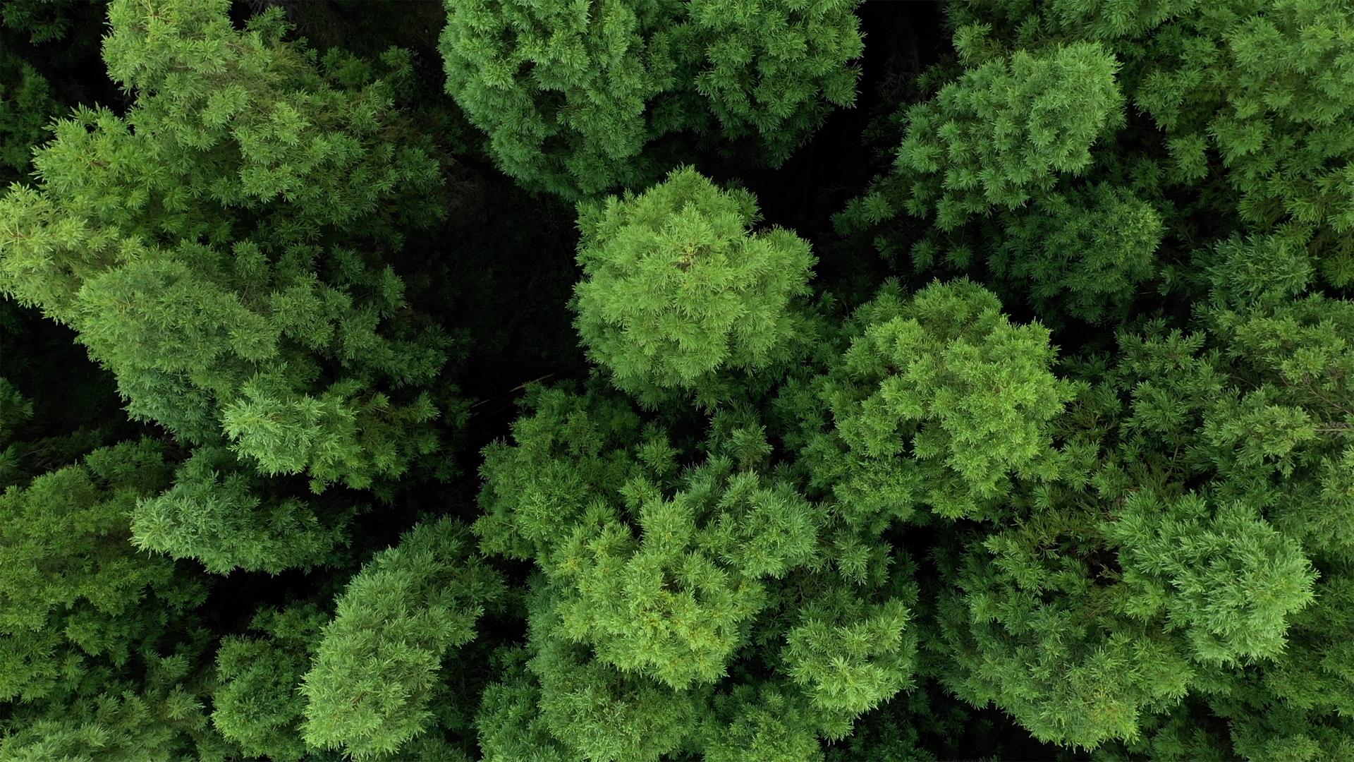 唯美树林航拍空镜视频的预览图