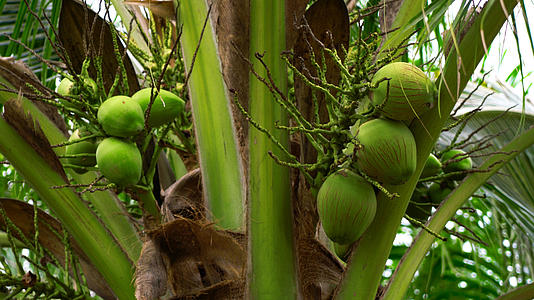 椰子树及椰子果实实拍合集4K视频的预览图