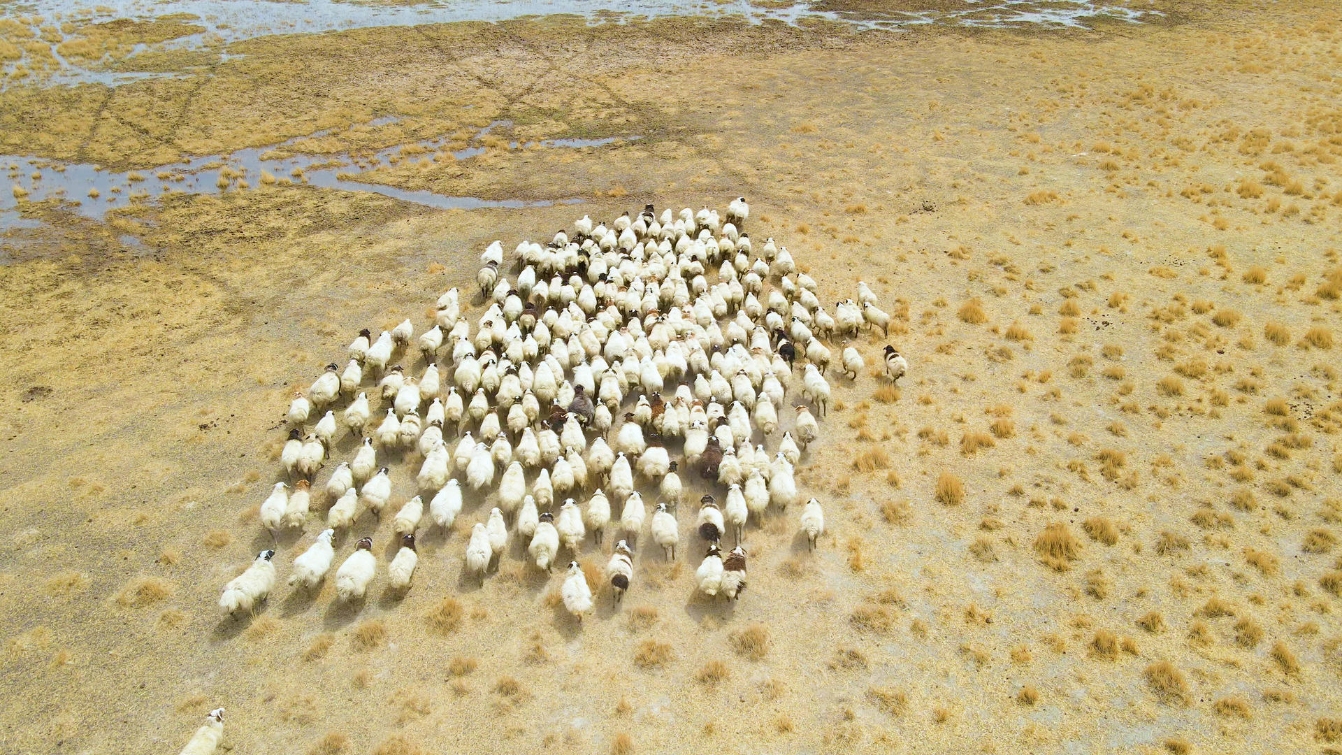 金色草原羊群奔跑4K航拍视频视频的预览图