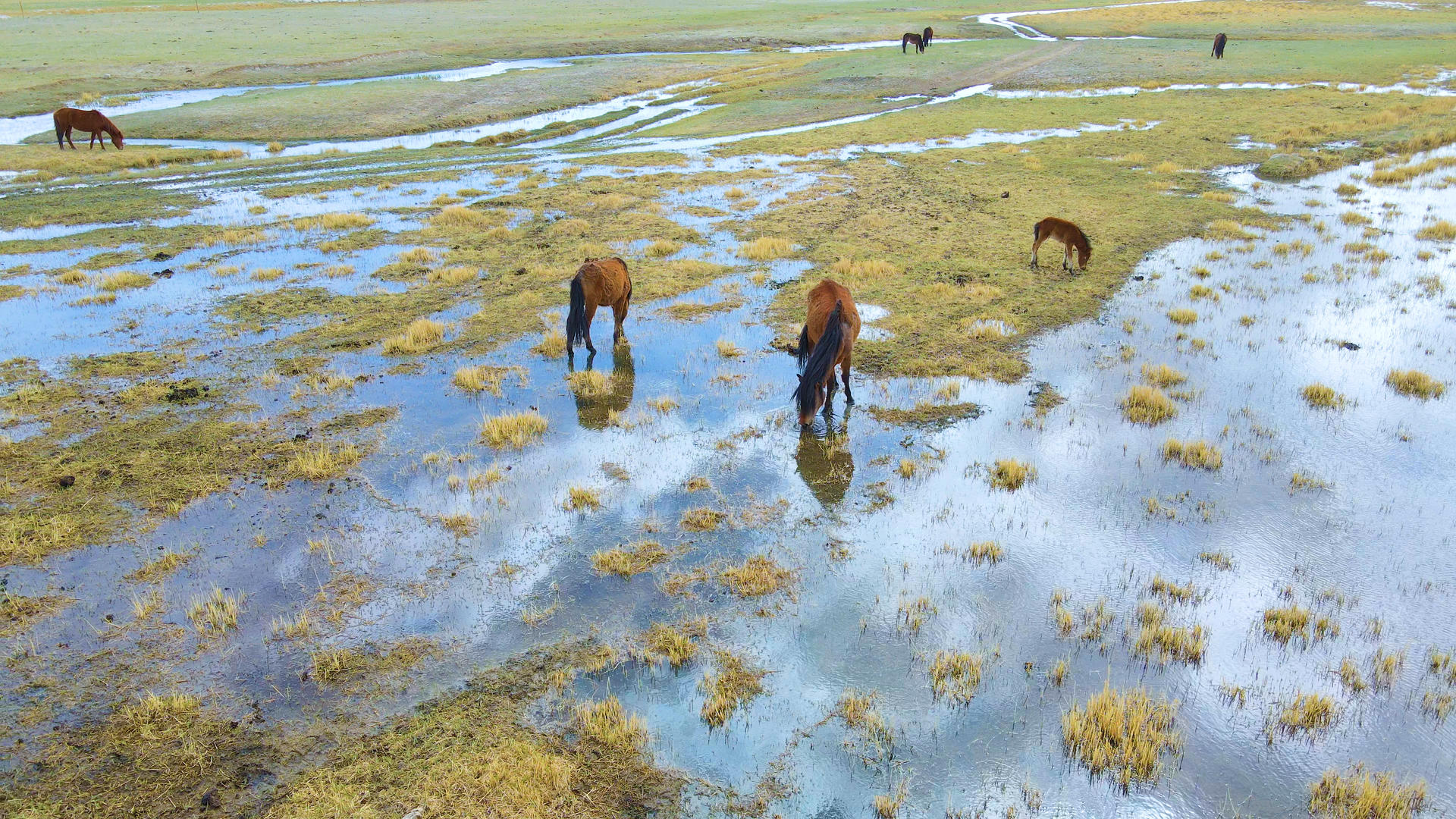 湿地草原马群风景4K航拍视频视频的预览图