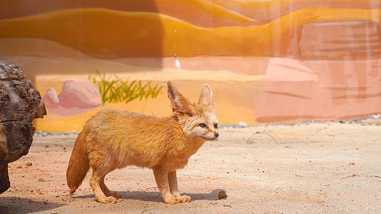 4k实拍自然保护动物朦狐视频的预览图