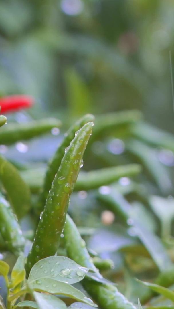 新鲜的小辣椒在慢镜头雨露中视频的预览图