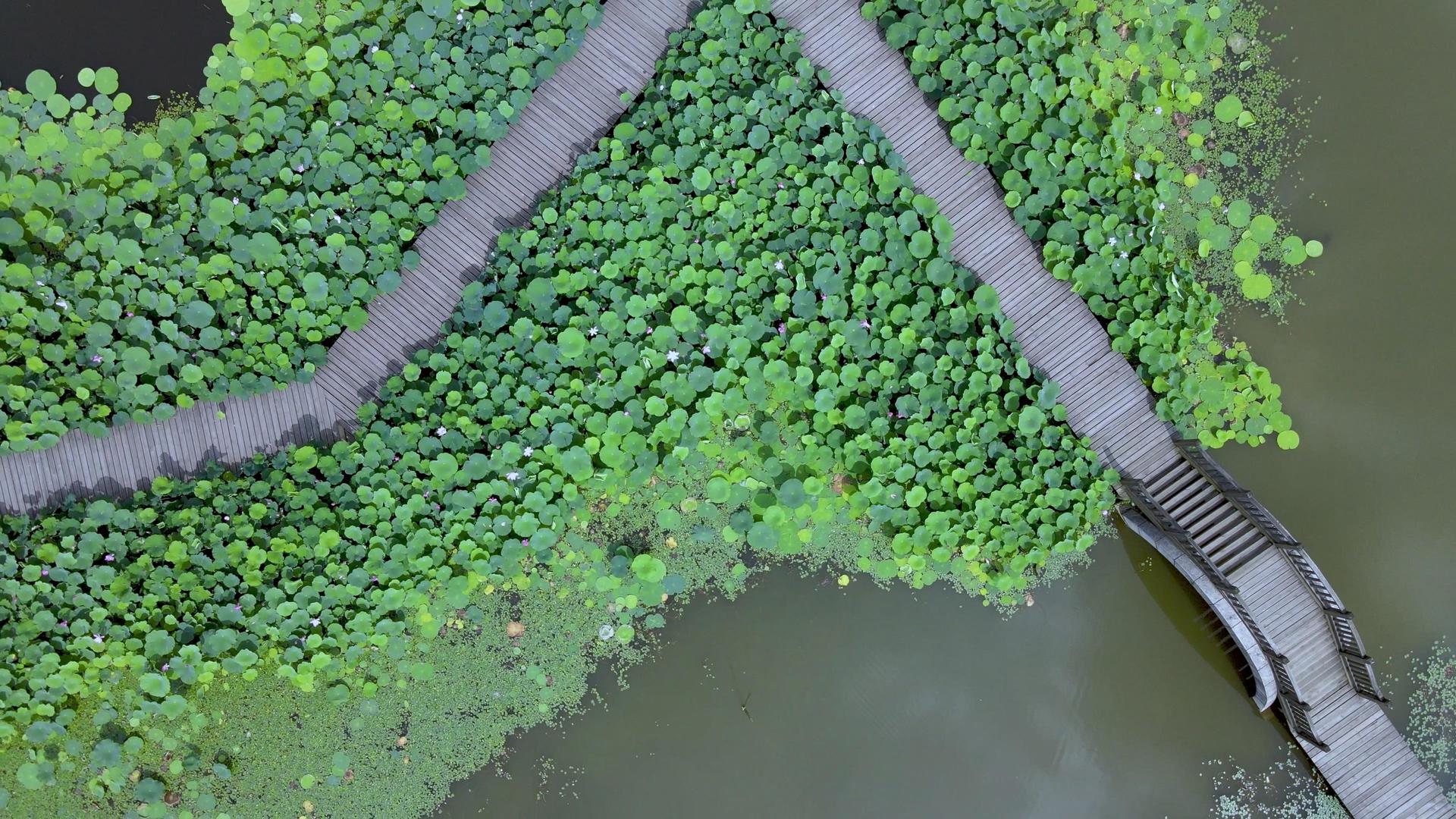 航拍中科院植物园荷花园荷塘和栈桥视频的预览图