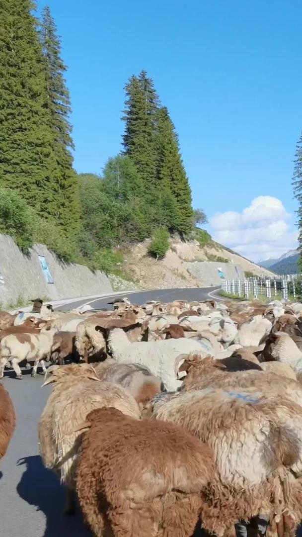 2.7K新疆伊犁公路上放牧牧民和大群绵羊视频的预览图
