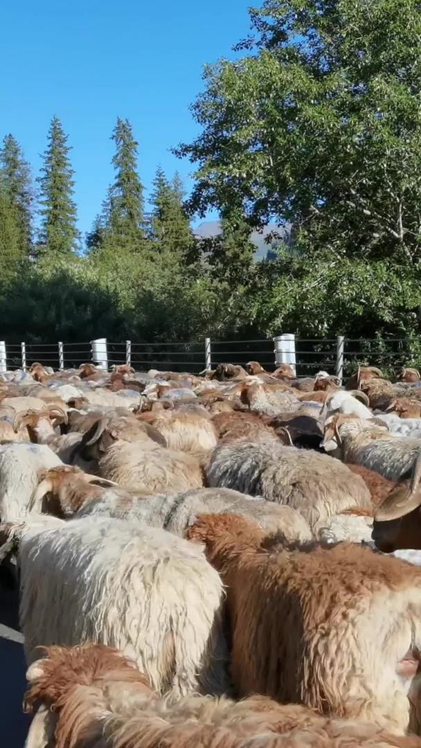 2.7K新疆伊犁公路上放牧牧民和大群绵羊视频的预览图