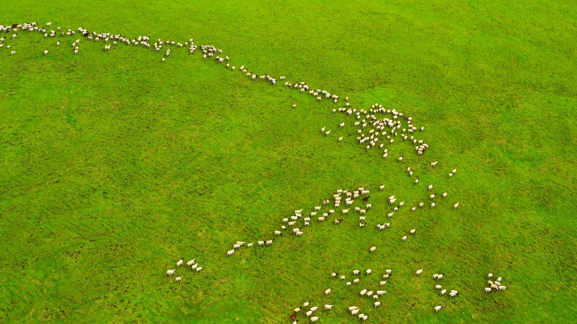 4K航拍大草原羊群放牧游牧游牧视频的预览图