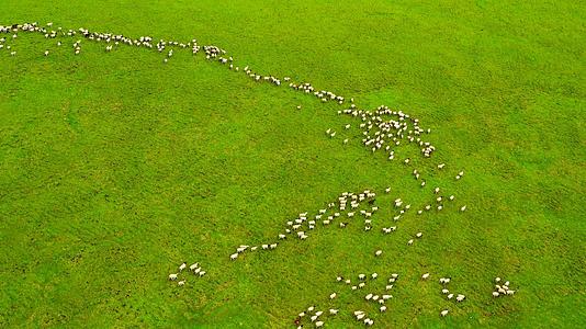 4K航拍大草原羊群放牧游牧游牧视频的预览图
