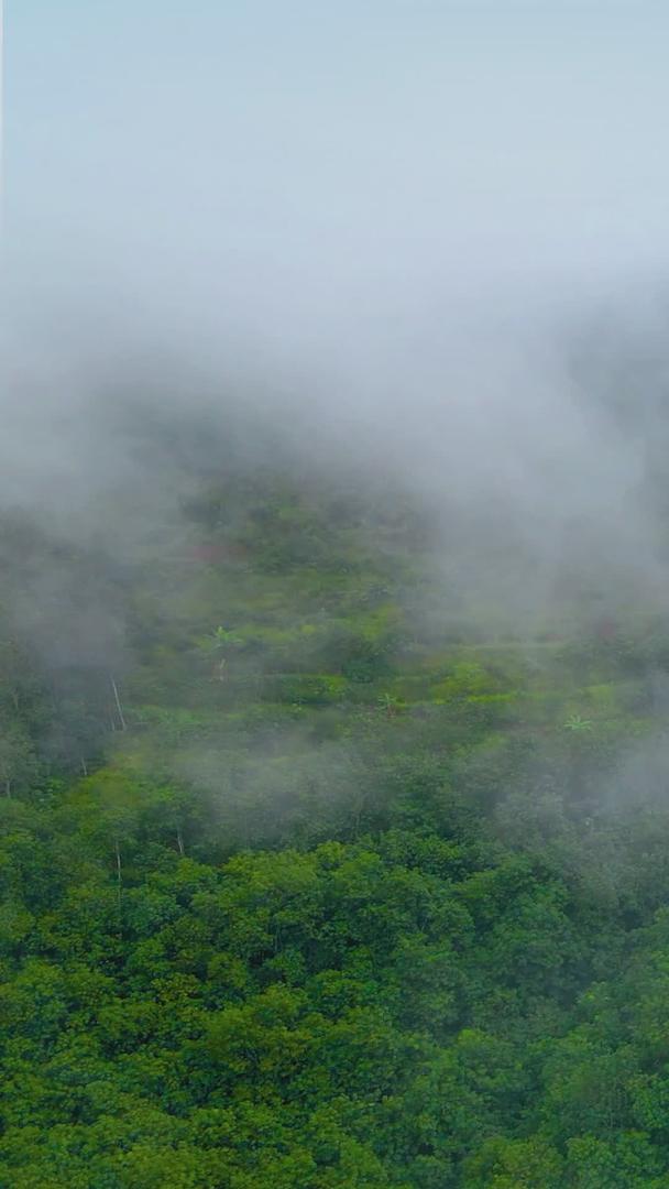 春季晨雾缭绕森林视频的预览图
