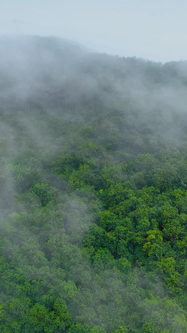 春季晨雾缭绕森林视频的预览图