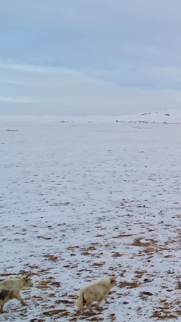 新疆草原放牧航拍视频的预览图