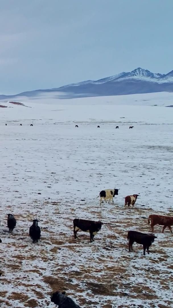 新疆草原放牧航拍视频的预览图