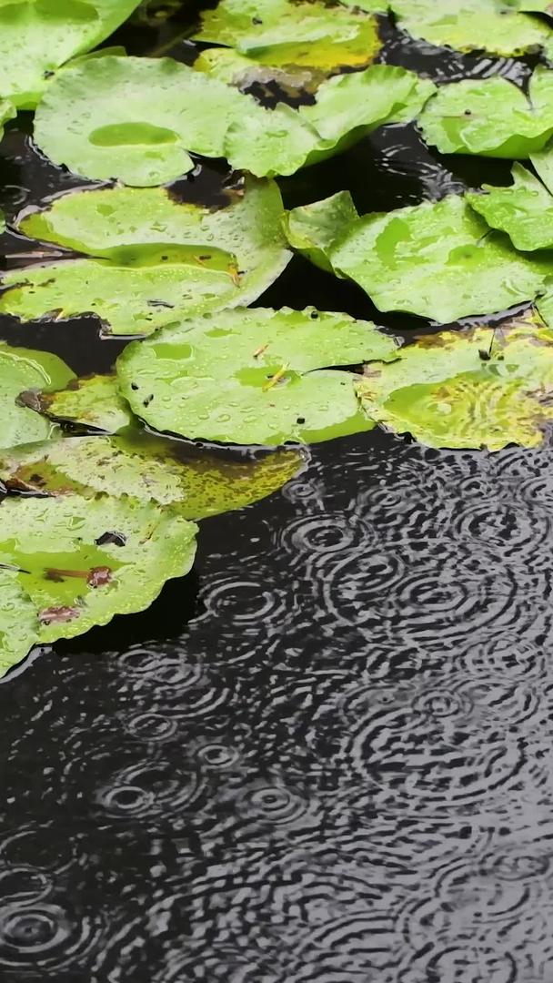 下雨天池塘里的睡莲视频的预览图