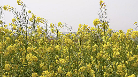 春季自然风光油菜花4K视频合集视频的预览图