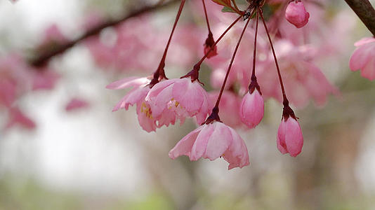 春季自然风光摇摆的花朵4K视频合集视频的预览图