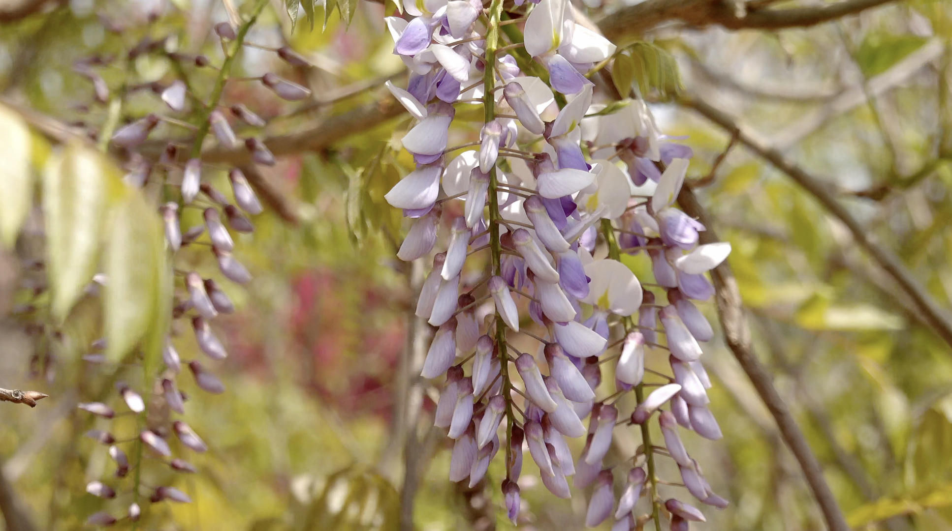 春季自然风光紫藤4K视频合集视频的预览图