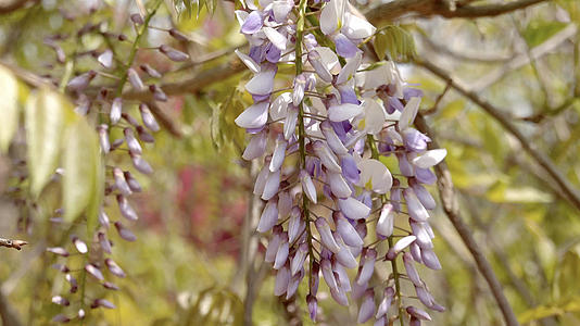 春季自然风光紫藤4K视频合集视频的预览图