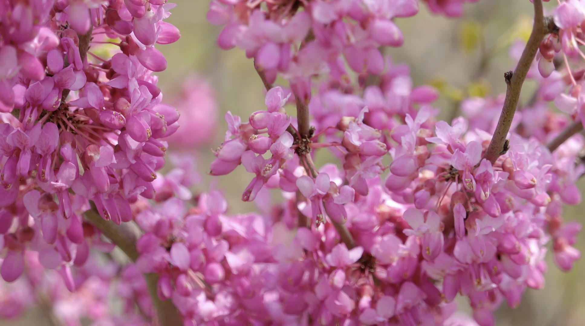 春季自然风光紫荆4K视频合集视频的预览图