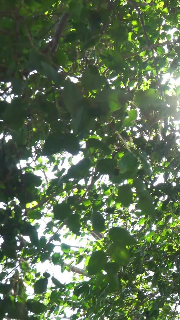 透过树叶的阳光视频的预览图