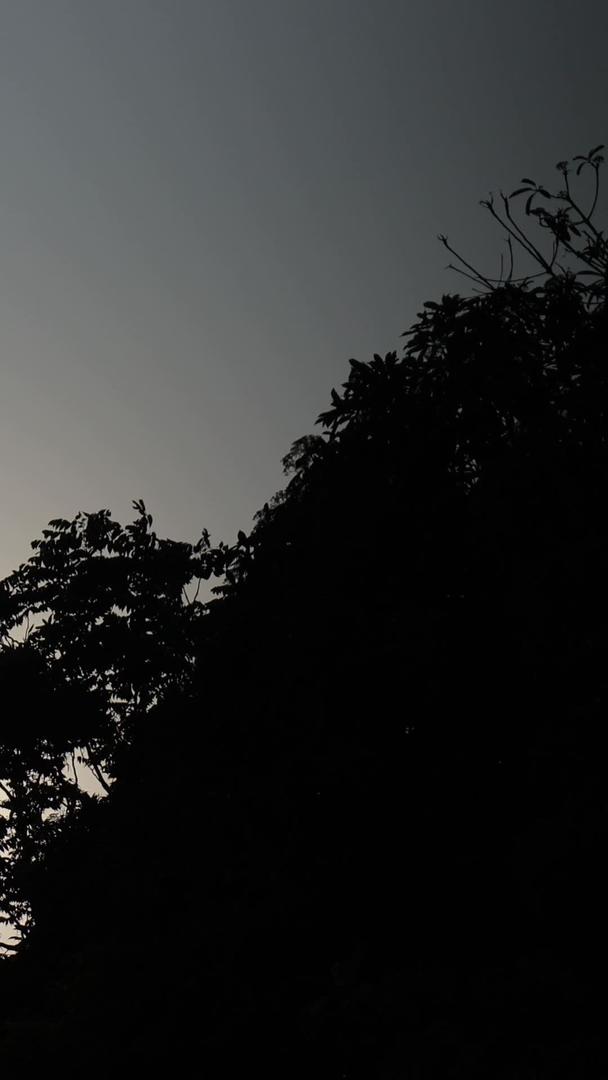 阳光下的树影视频的预览图