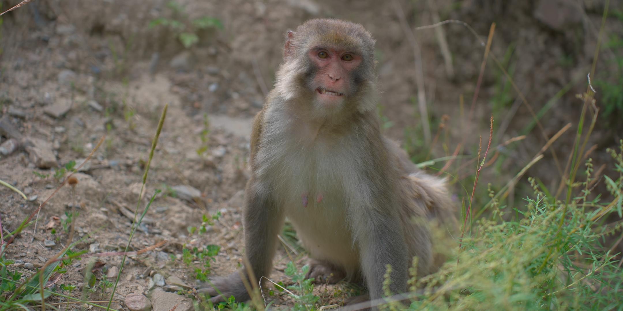 318国道自驾游西藏旅行猴子视频的预览图