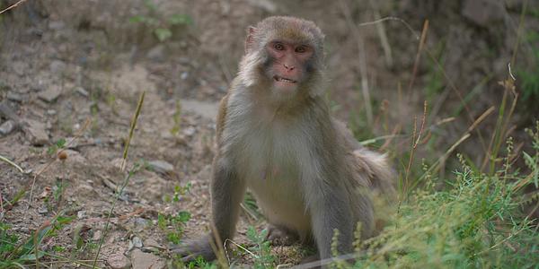 318国道自驾游西藏旅行猴子视频的预览图