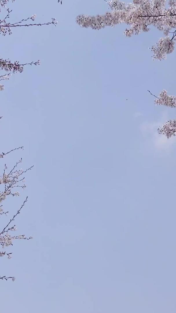 春天自然风光盛开的樱花树视频集锦视频的预览图