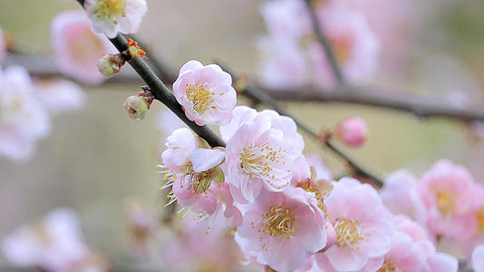 4k实拍春天的桃花视频的预览图
