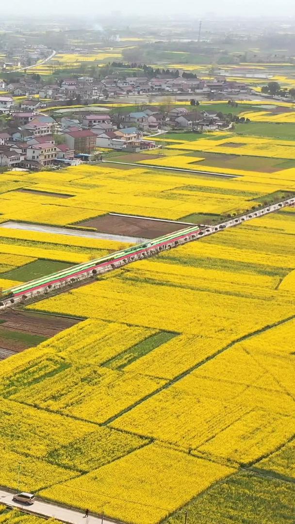 春季风光盛开的陕西汉中油菜花视频的预览图
