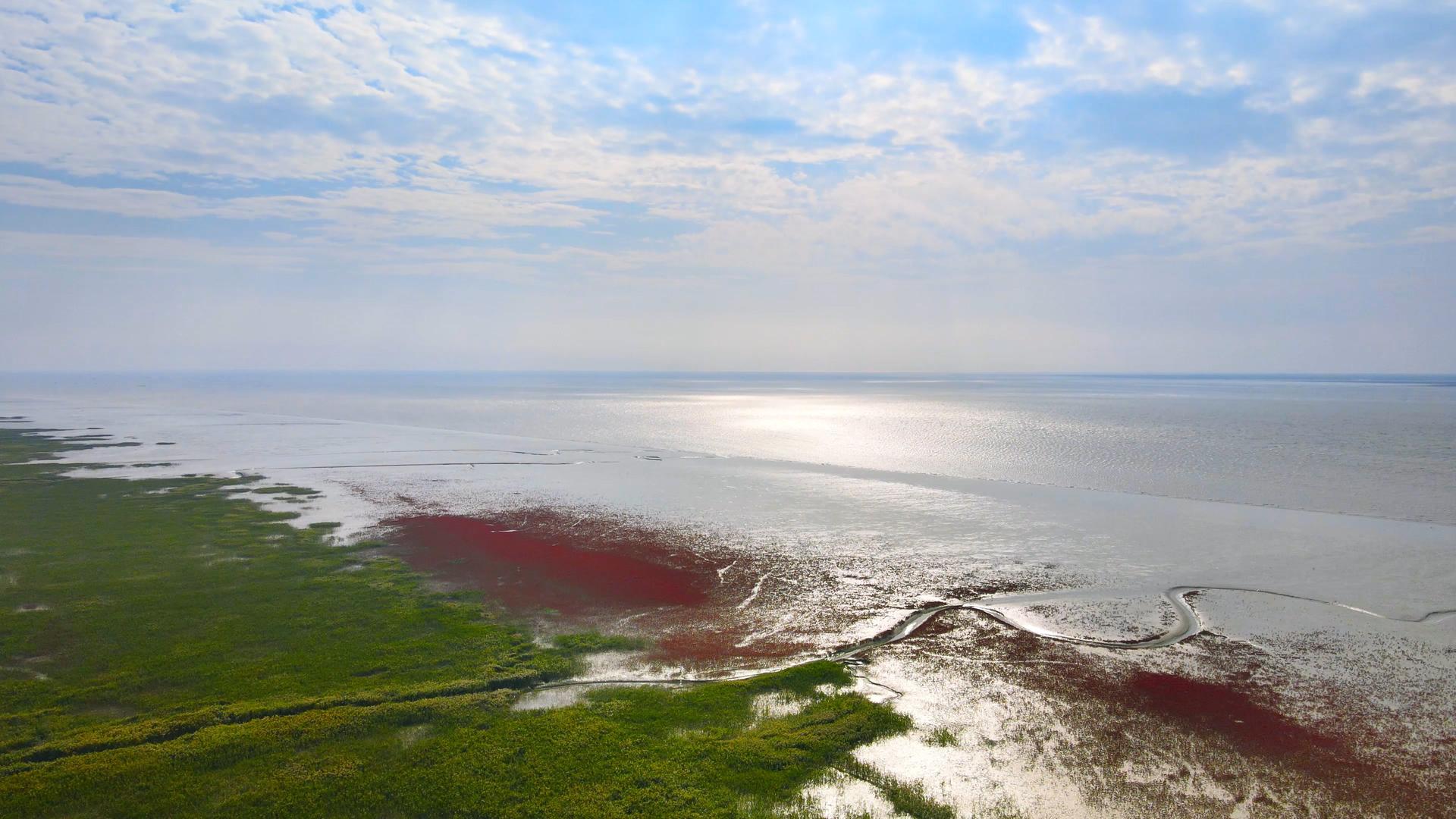 4K航拍红海滩芦苇海交界红绿颜色碰撞大自然视频的预览图