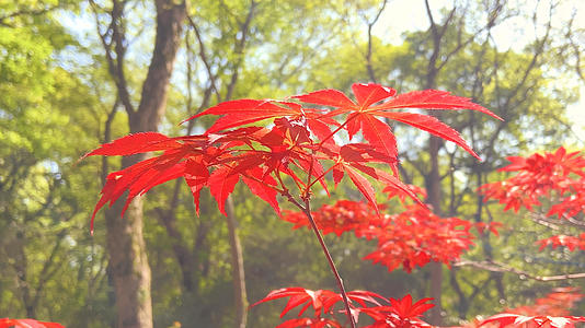 4K实拍秋天风景枫叶变红了的预览图
