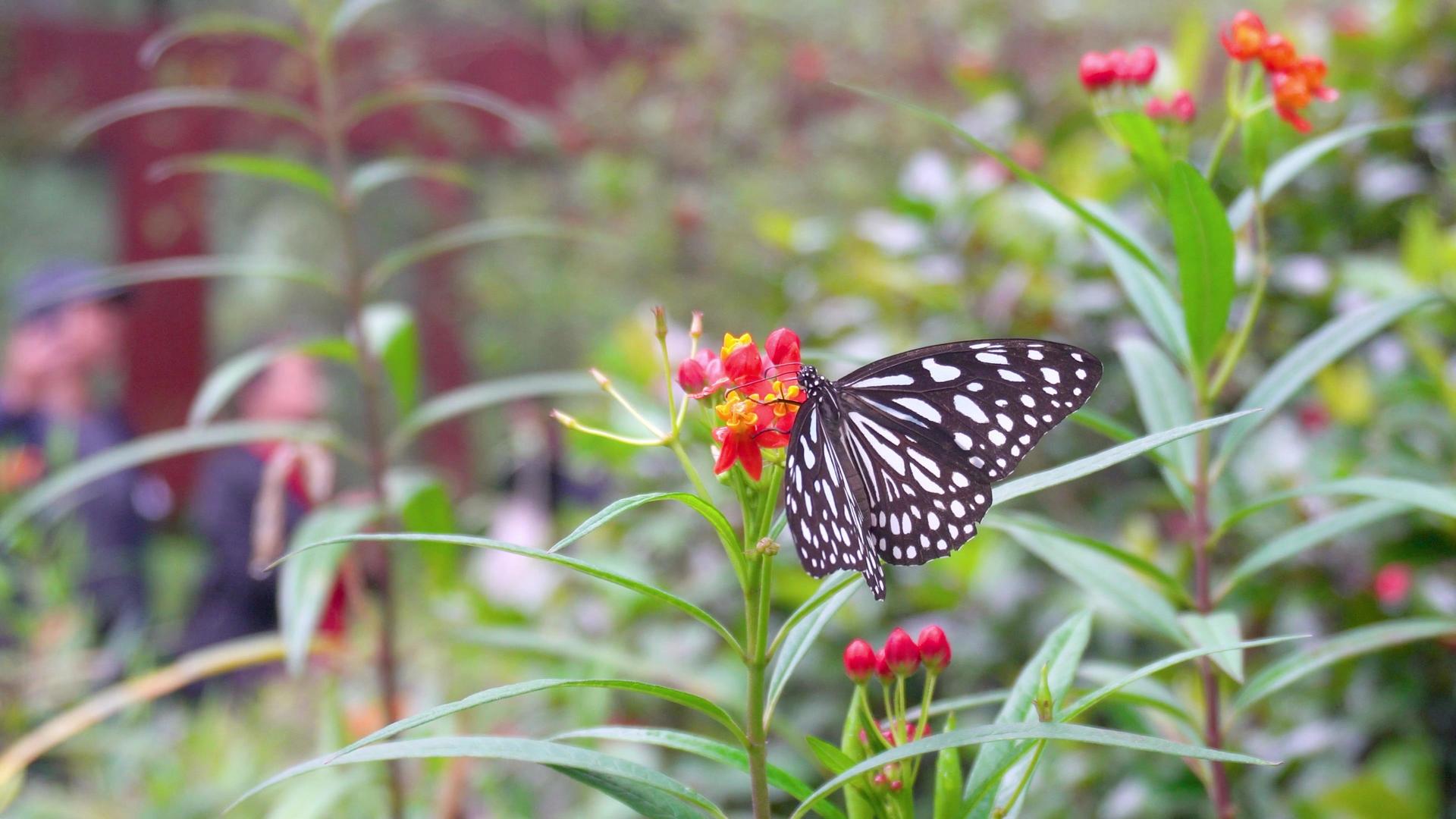春天花丛中采蜜蝴蝶视频的预览图