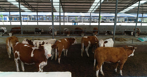 大规模牛养殖业航拍视频的预览图