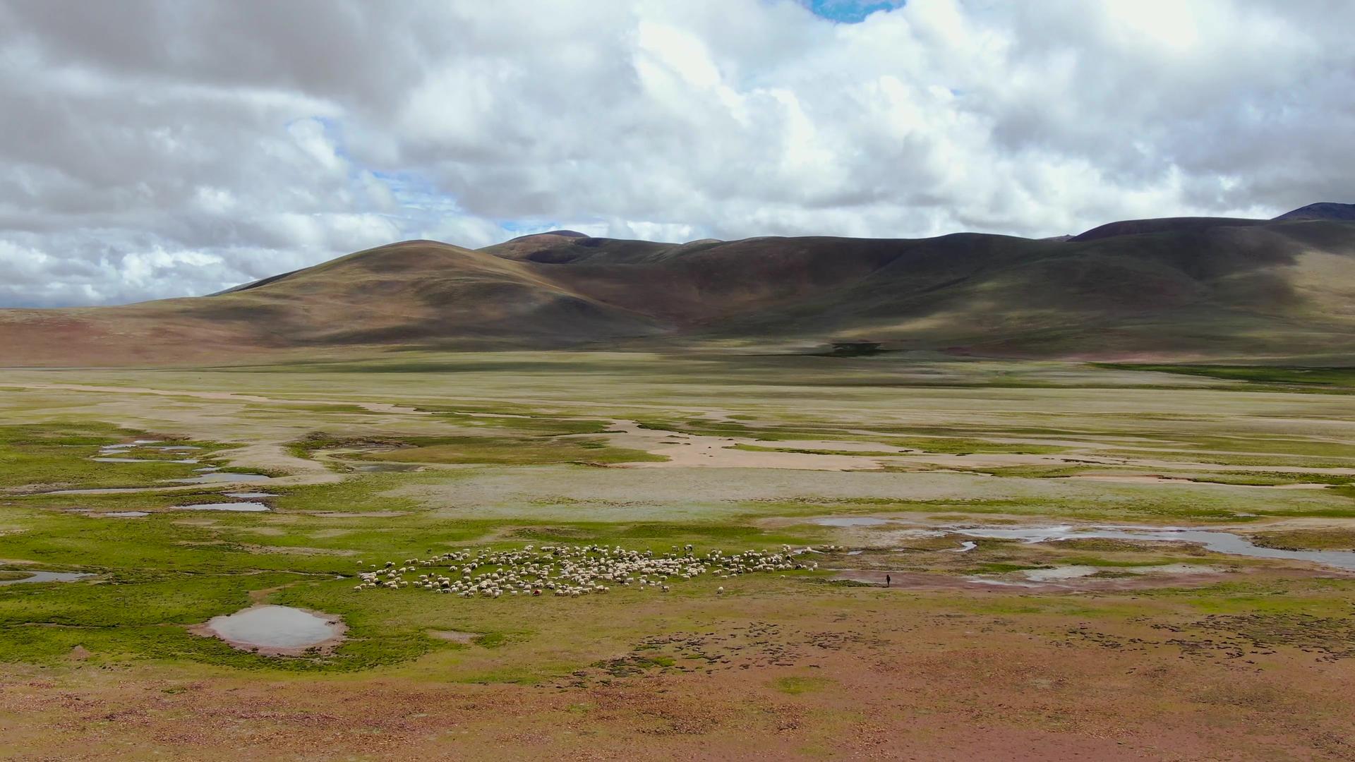 航拍西藏阿里地区高原地貌与放牧羊群视频视频的预览图