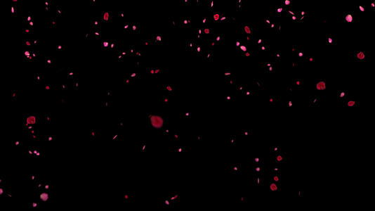 带透明通道的玫瑰花瓣飘落视频的预览图