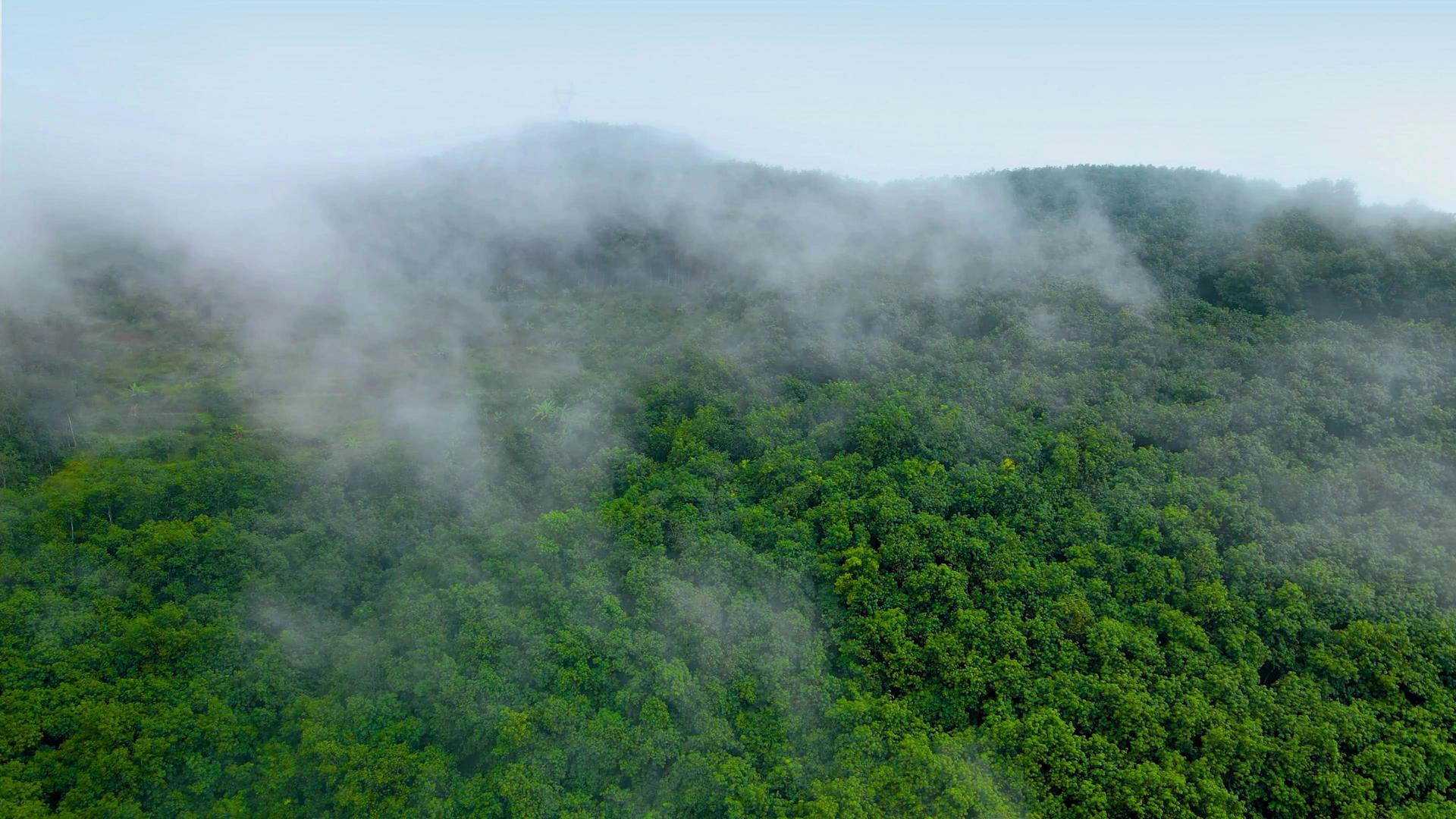 春天晨雾缭绕森林视频的预览图