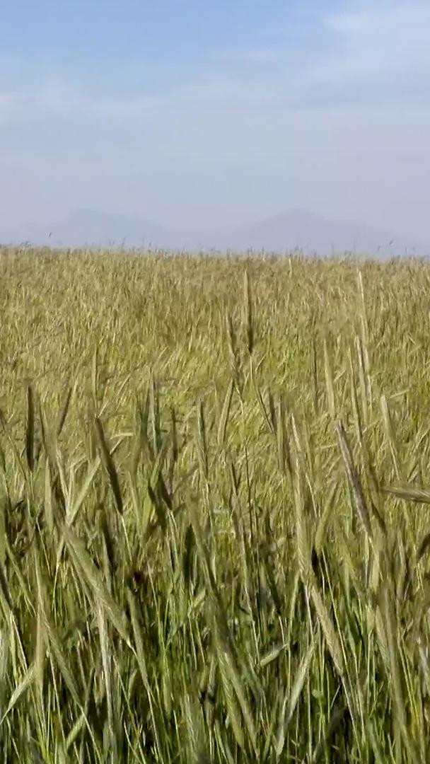 春夏麦田风吹麦浪景观自然风光视频素材视频的预览图