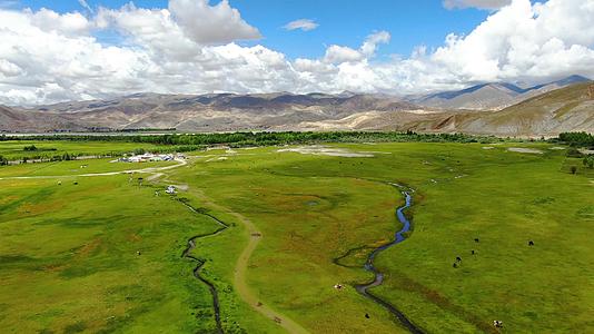 航拍西藏蓝天白云下的高原牧场风光视频视频的预览图