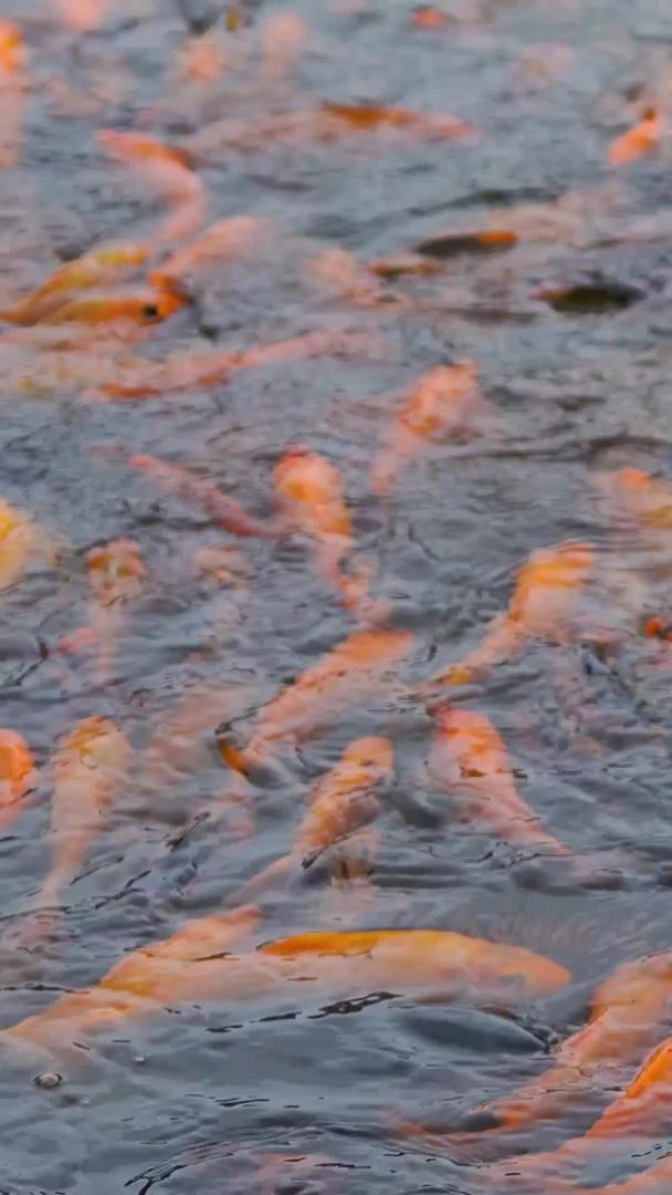 池子里的金鱼锦鲤视频的预览图