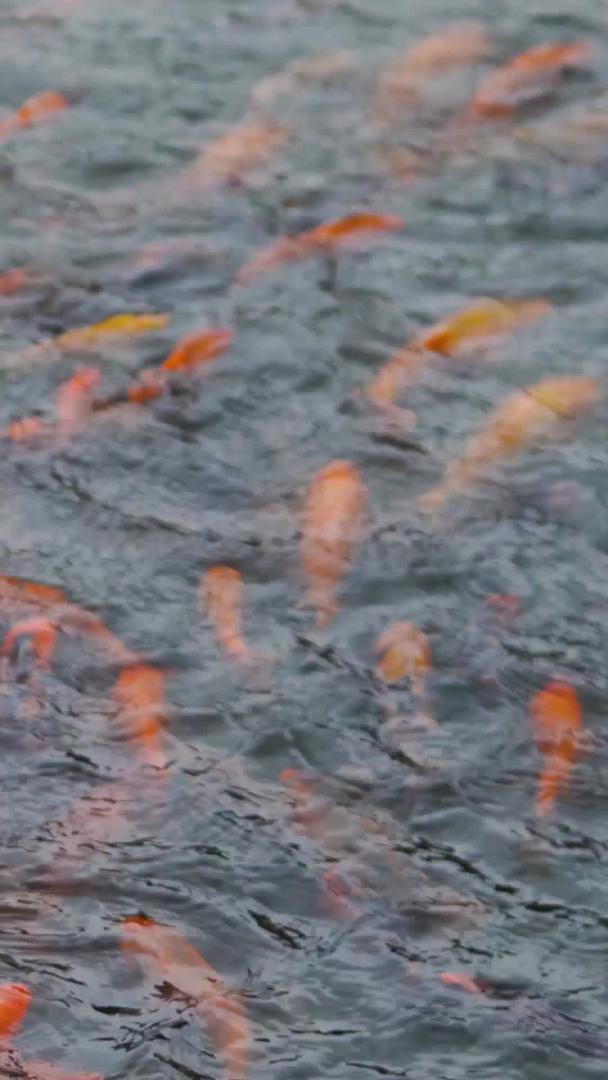 池子里的金鱼锦鲤视频的预览图