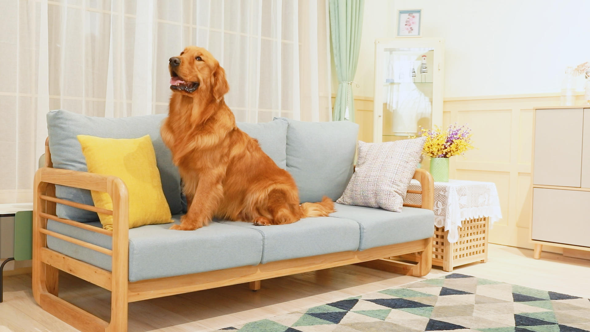 狗狗坐在沙发上视频的预览图