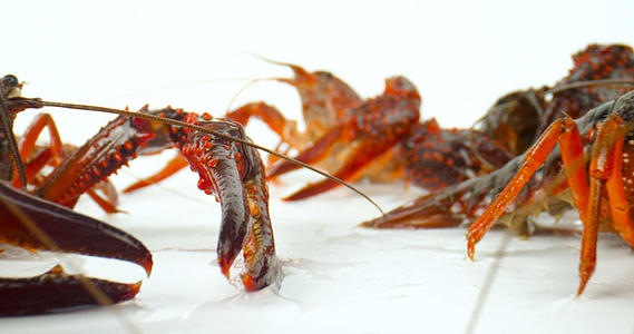 4K小龙虾生鲜食材活虾虾子视频的预览图