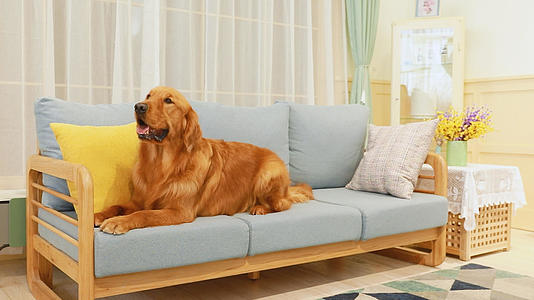 客厅沙发上的金毛犬视频的预览图
