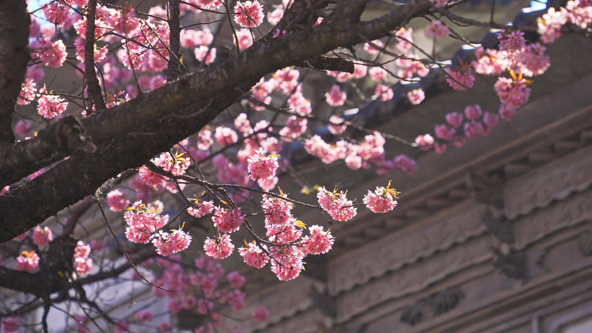 樱花和古建筑4K视频的预览图