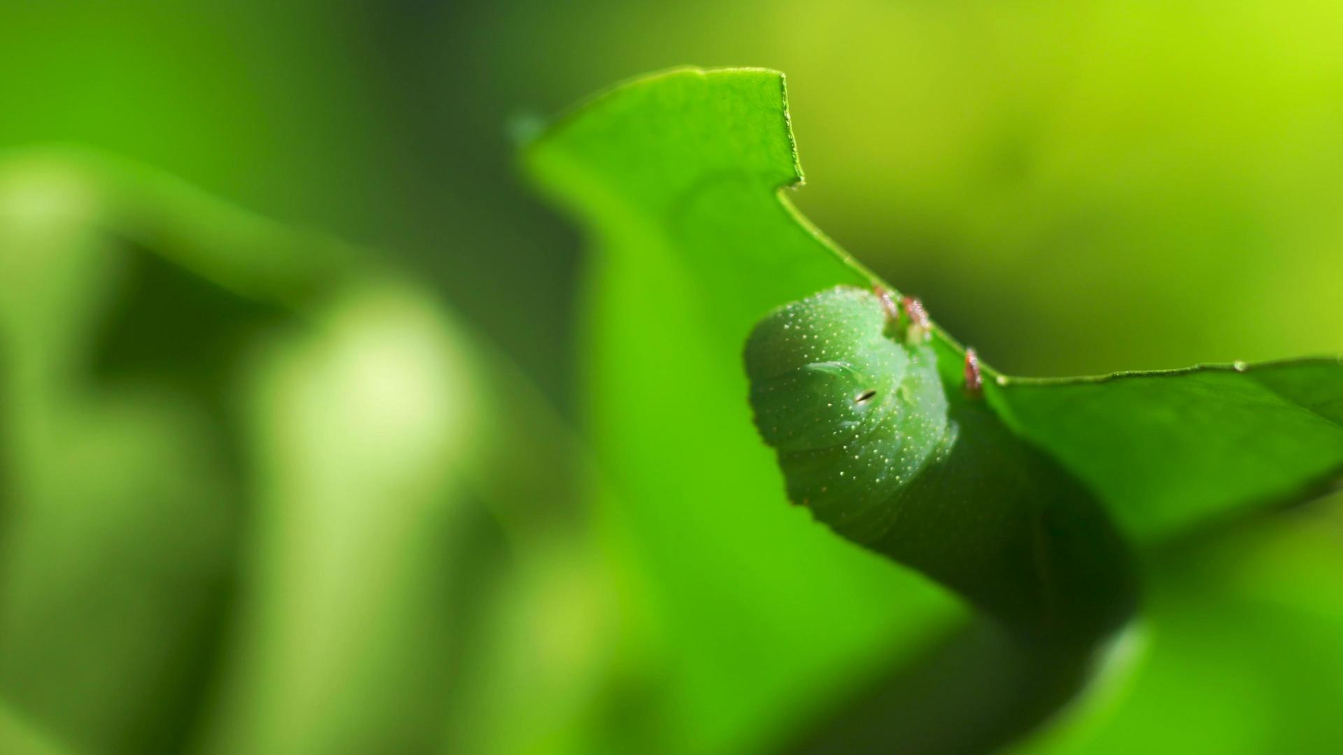 微距绿色昆虫吃树叶视频的预览图