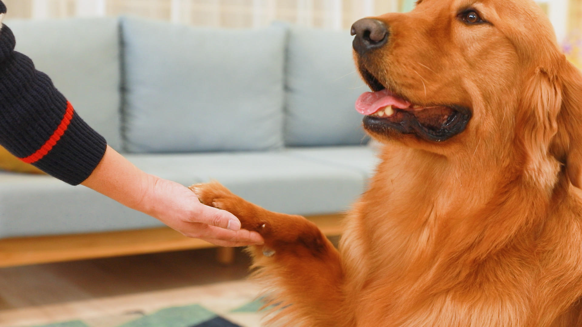 狗狗和主人握手视频的预览图