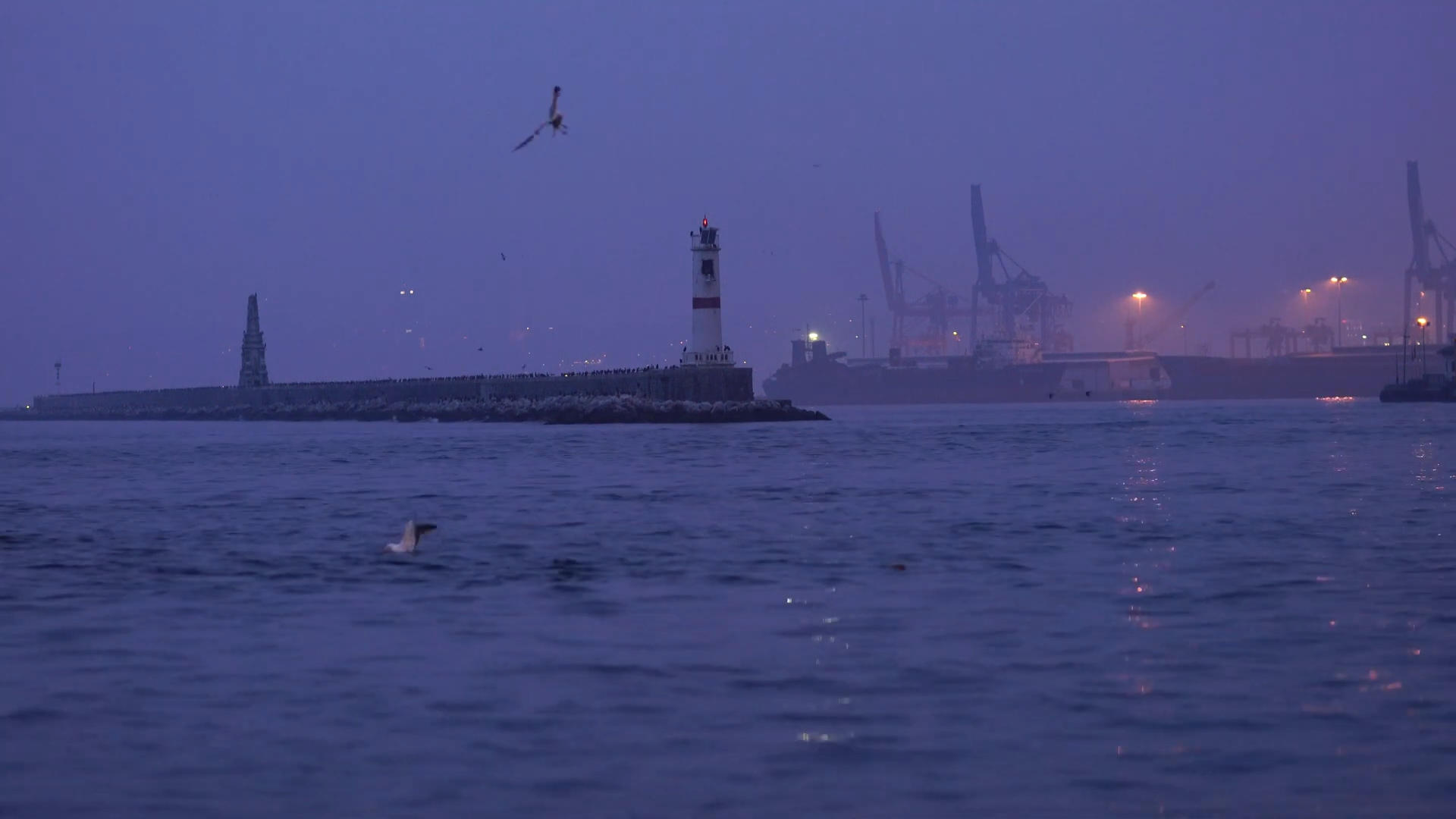 夜幕平静港口海鸥飞翔视频的预览图