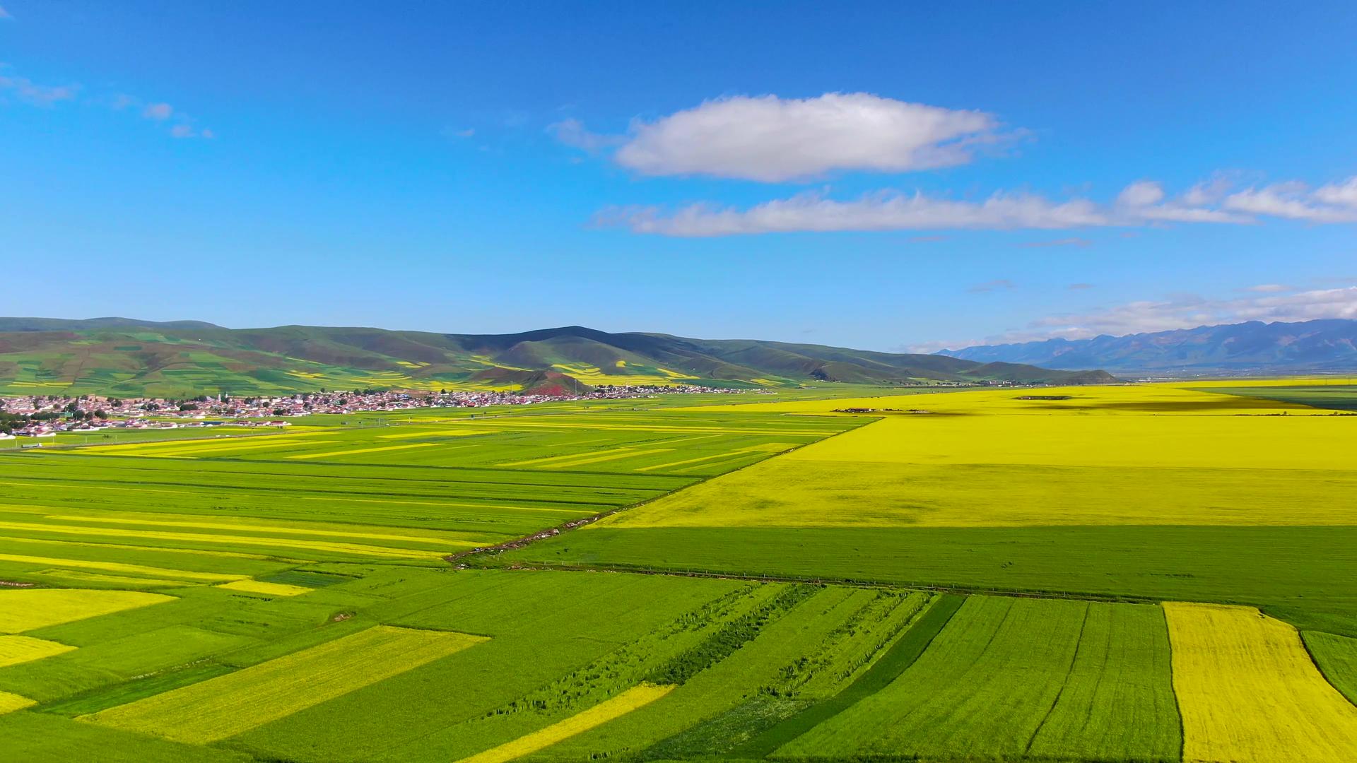 航拍蓝天白云下壮观的油菜花田视频视频的预览图